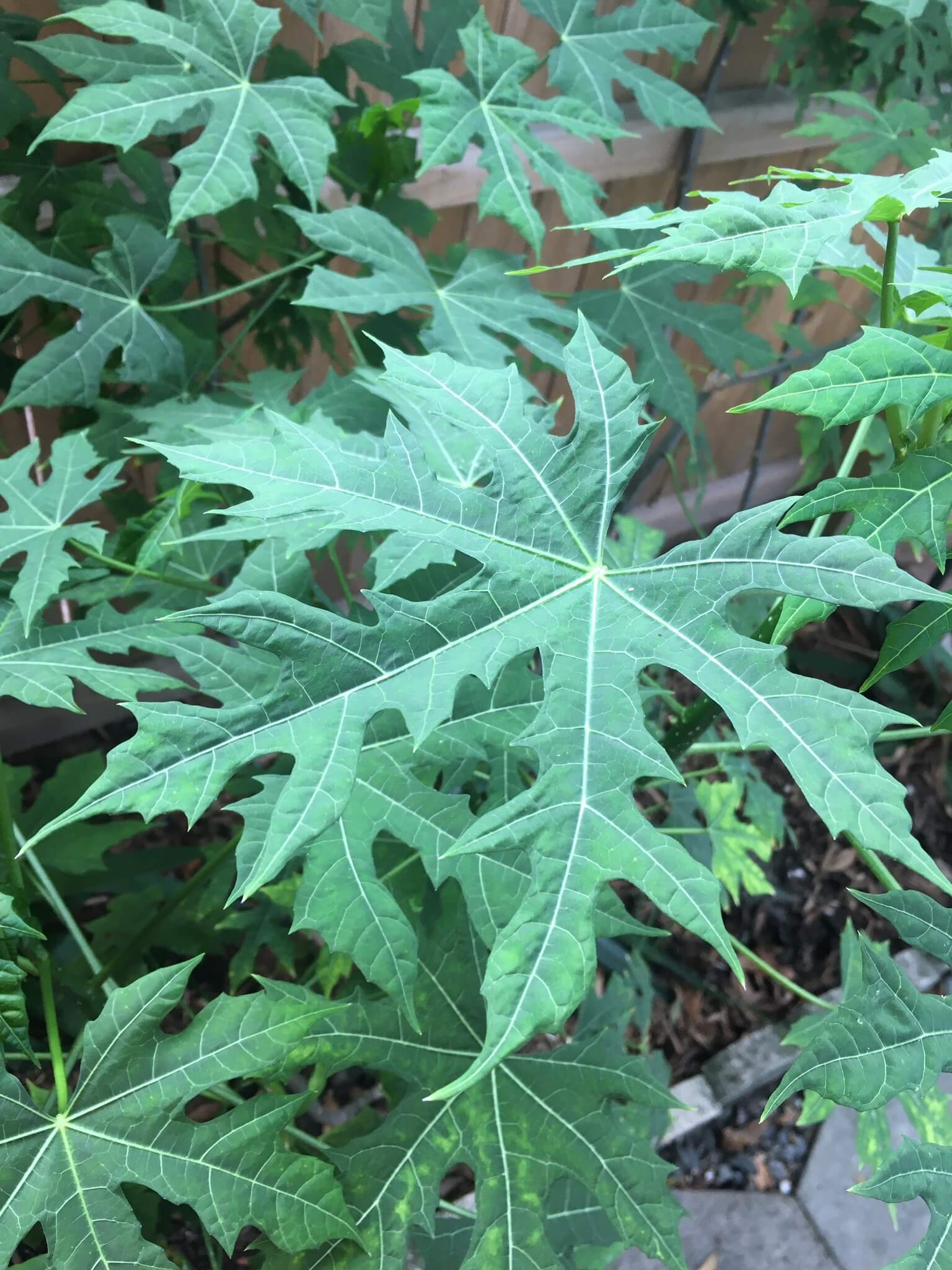 Cnidoscolus aconitifolius  